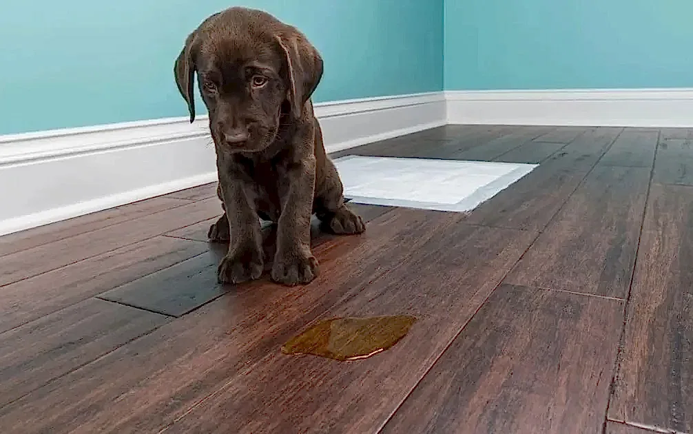 Remove Pet Stains from Wood Floors: Expert Tips for Lasting Freshness