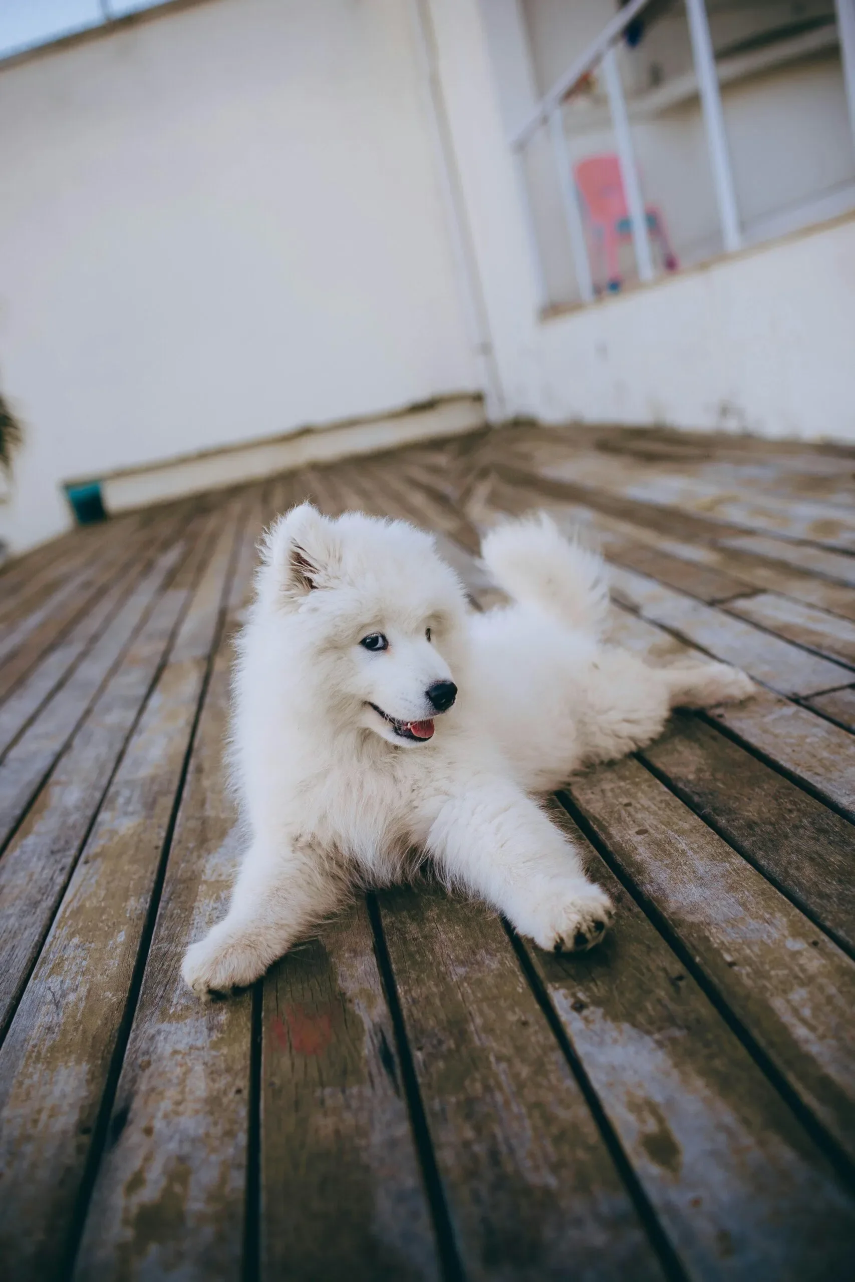 The Best Pet-Friendly Flooring Options for Your Space