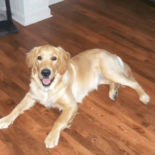 dog hardwood floor pet